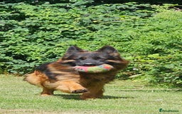German Shepherd dogs for sale: BOTH PARENTS ARE ALL DNA TESTS CLEAR  - Image 13