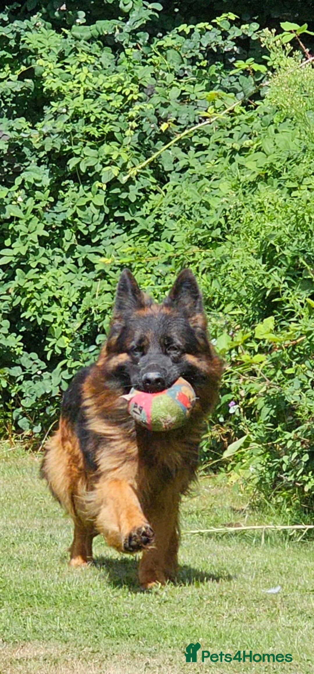 German Shepherd dogs for sale: BOTH PARENTS ARE ALL DNA TESTS CLEAR  - Image 13