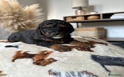 Cockapoo dogs for sale: Not Just Any Cockapoo Puppies – The Special Few - Image 10