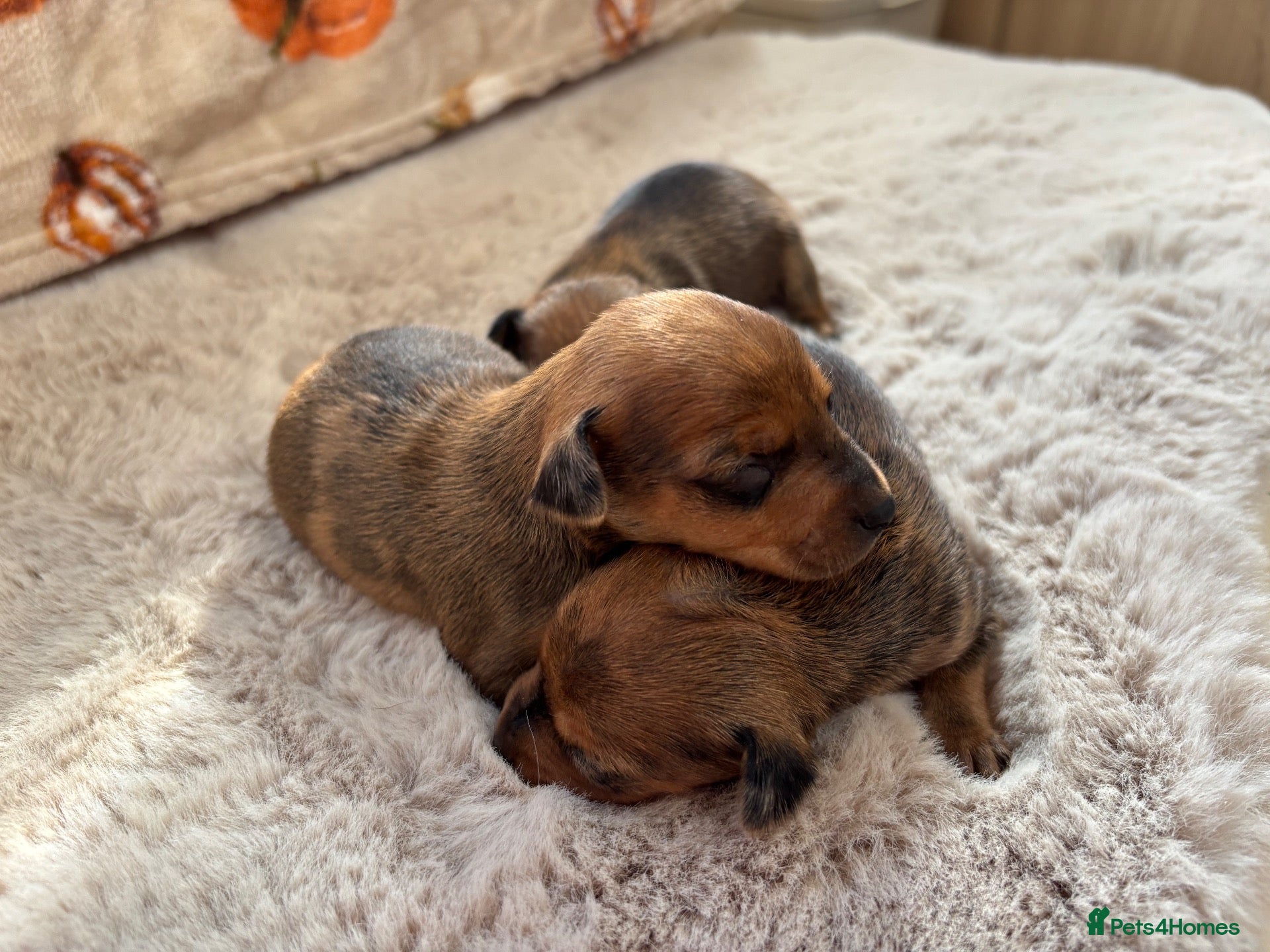 Miniature Pinscher dogs 2 Merle miniature pincher puppy’s  - Advert 3