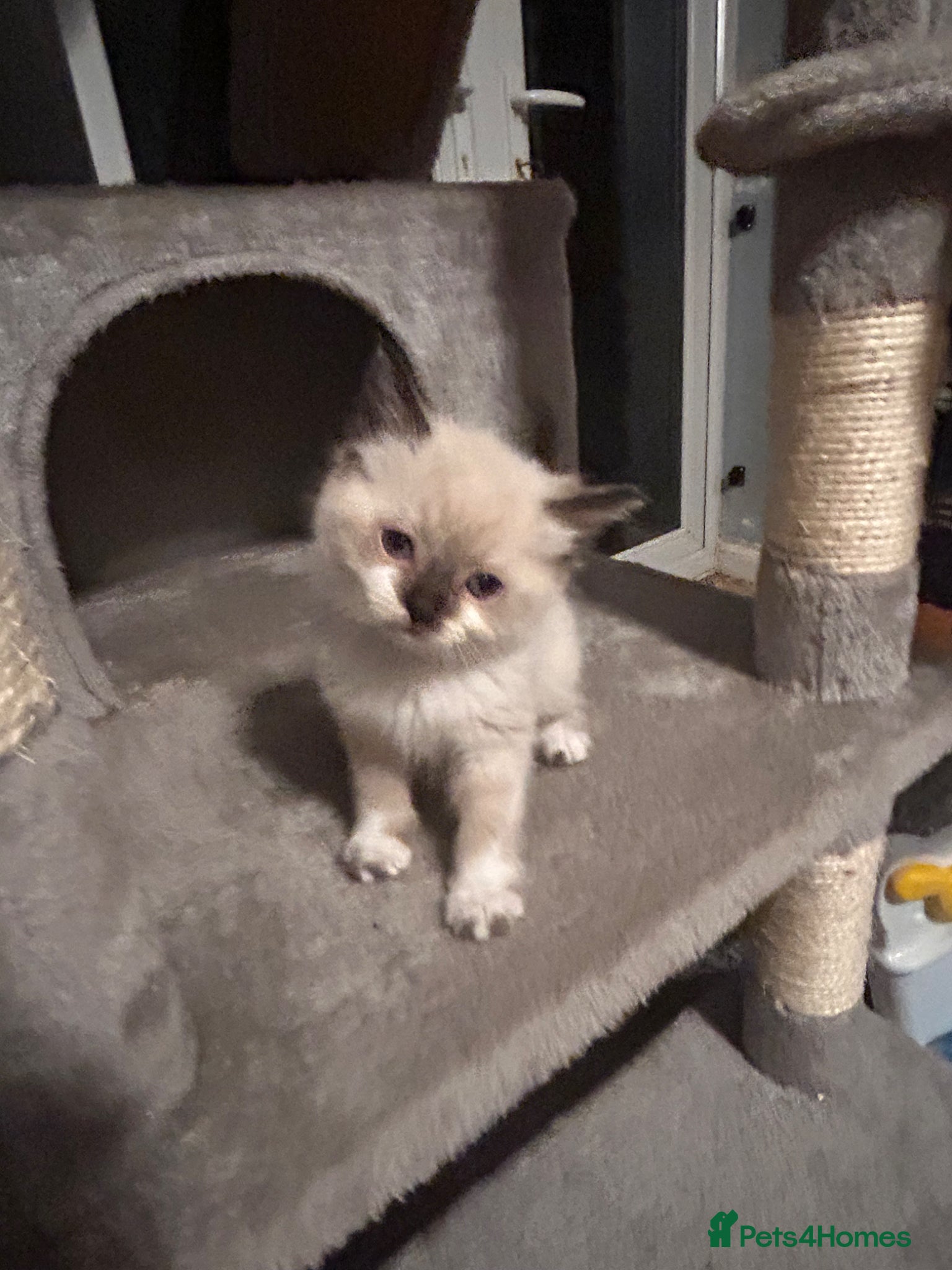 Mixed Breed cats Ready to leave Siamese x Maine coon now reduced - Advert 1