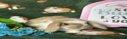 Mini Lop rabbits for sale: Beautiful Baby Mini Lops Ready now  - Advert 10