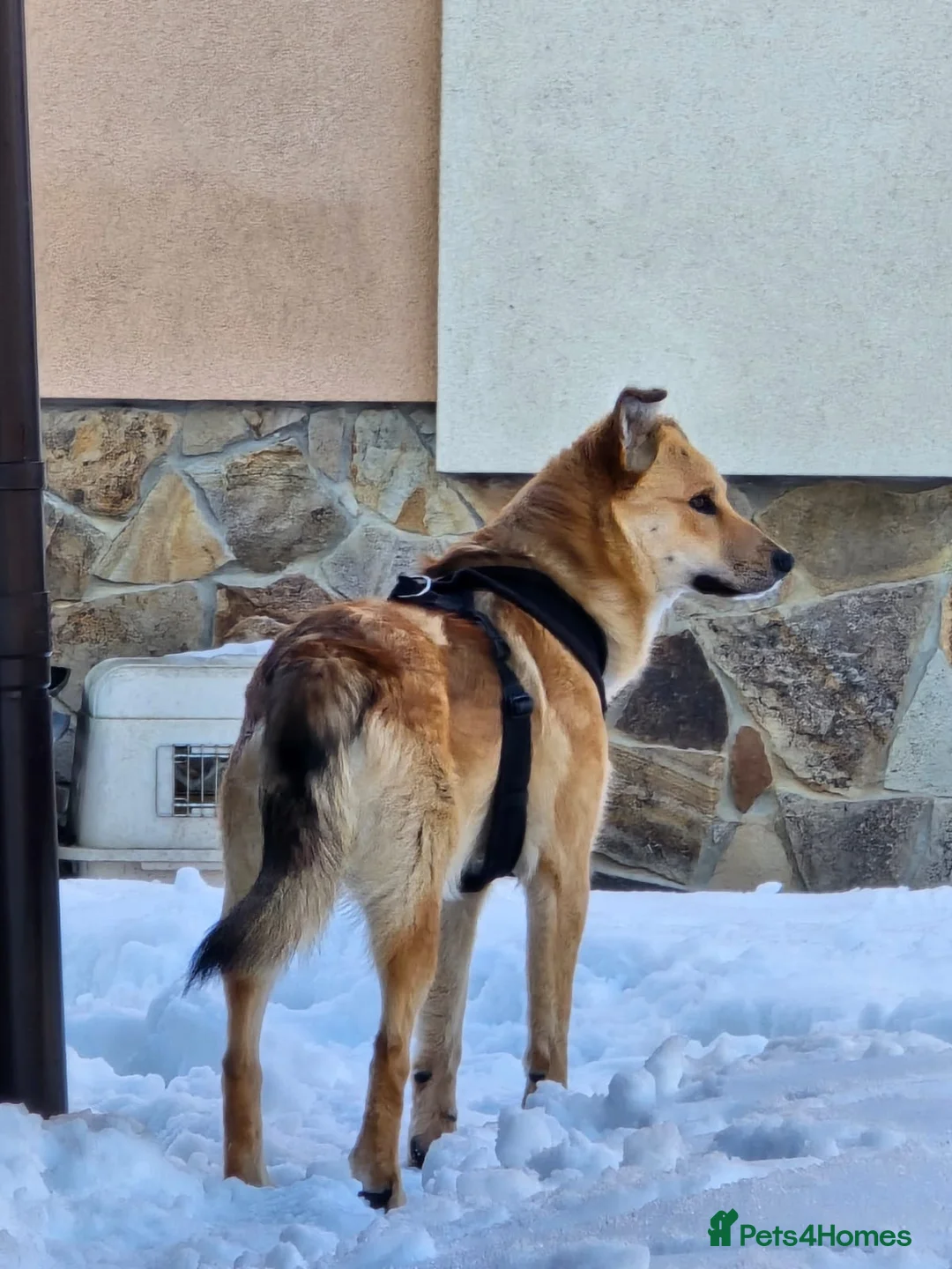 Mixed Breed dogs for adoption: 💙Yanik💙 1,5 yo low medium boy with an open heart - Advert 11