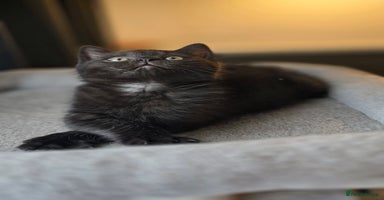 Mixed Breed cats - Advert 4