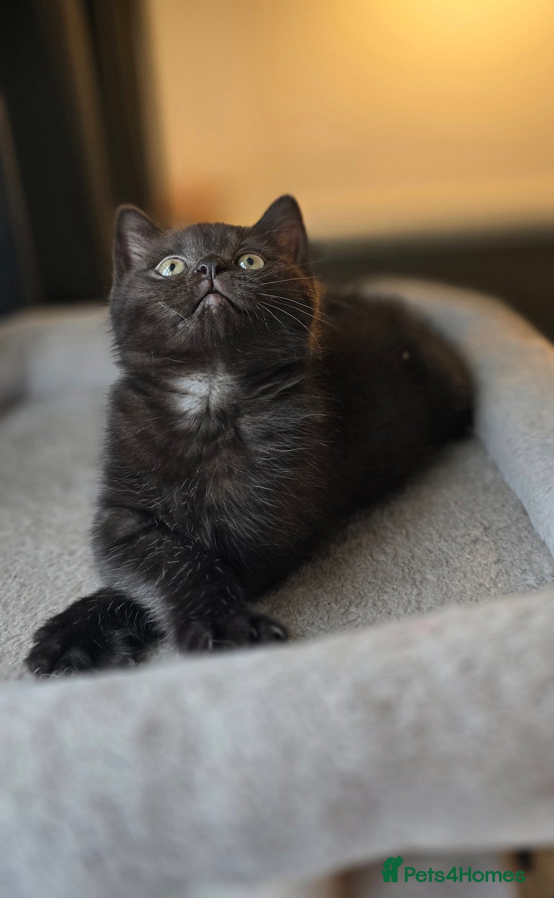 Mixed Breed cats for sale: Half Britishlonghair half Tuxedo! Only 1 left. - Image 2