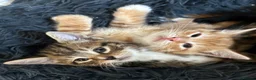 Mixed Breed cats for sale: Gorgeous Kittens ready for there forever home  - Advert 6