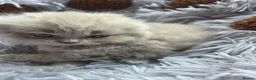 British Longhair cats for sale: Kittens lilack, blue fluffy boys, Scottish fold  - Advert 35