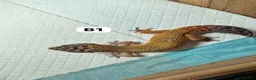 Leopard Gecko reptiles for sale: Available Rescue Looking for Their Forever Homes - Advert 5