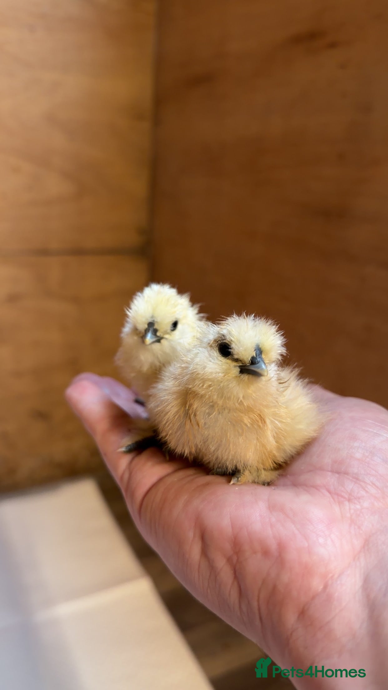 Chickens poultry Silkie Chicks For Sale - Advert 1