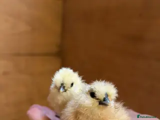 Chickens poultry Silkie Chicks For Sale - Advert 1