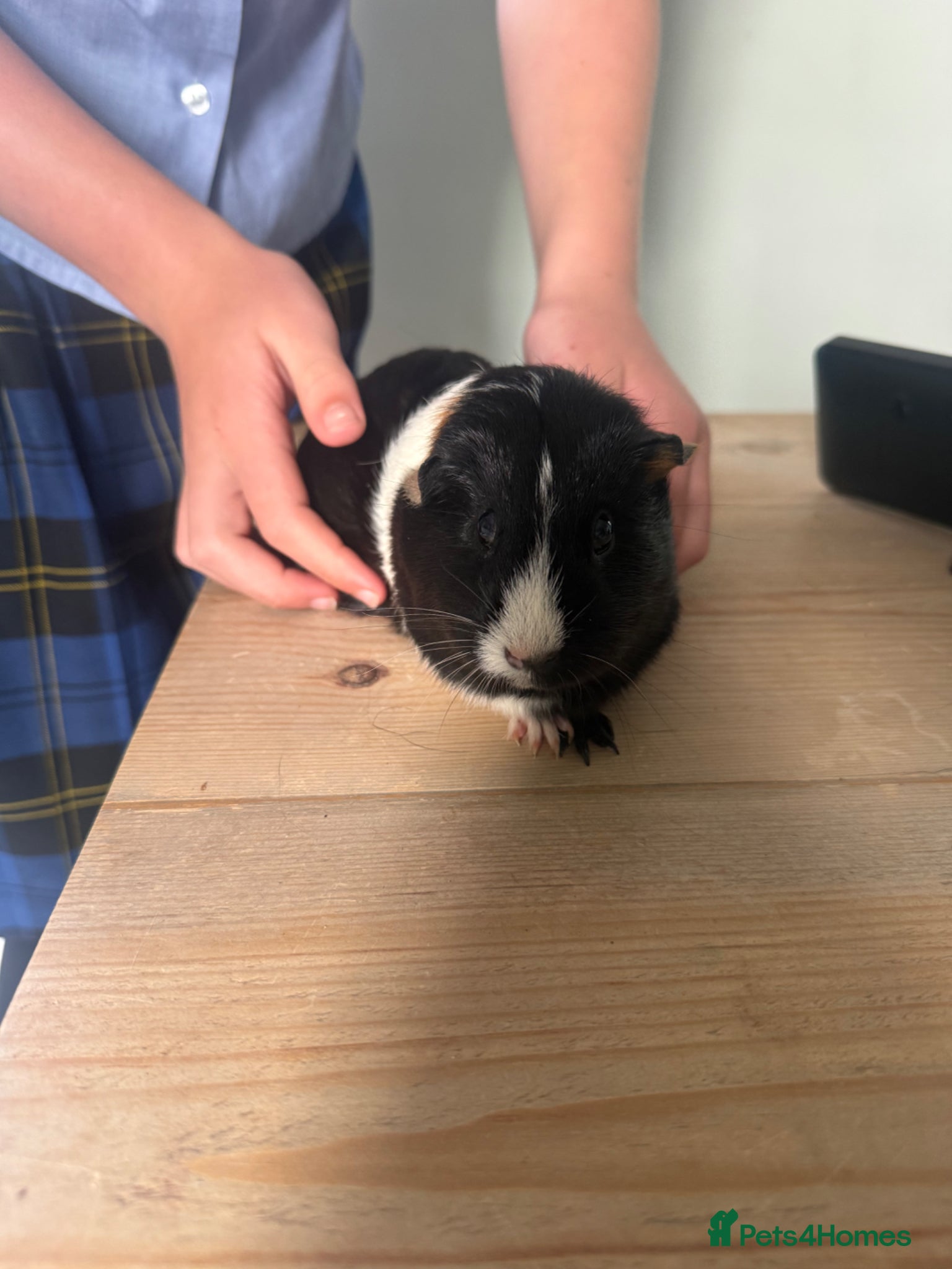 Guinea Pig rodents for sale: Guinea Pig in Maidstone - Advert 2