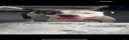 Staffordshire Bull Terrier dogs for stud: Staffordshire bull terrier  - Advert 2