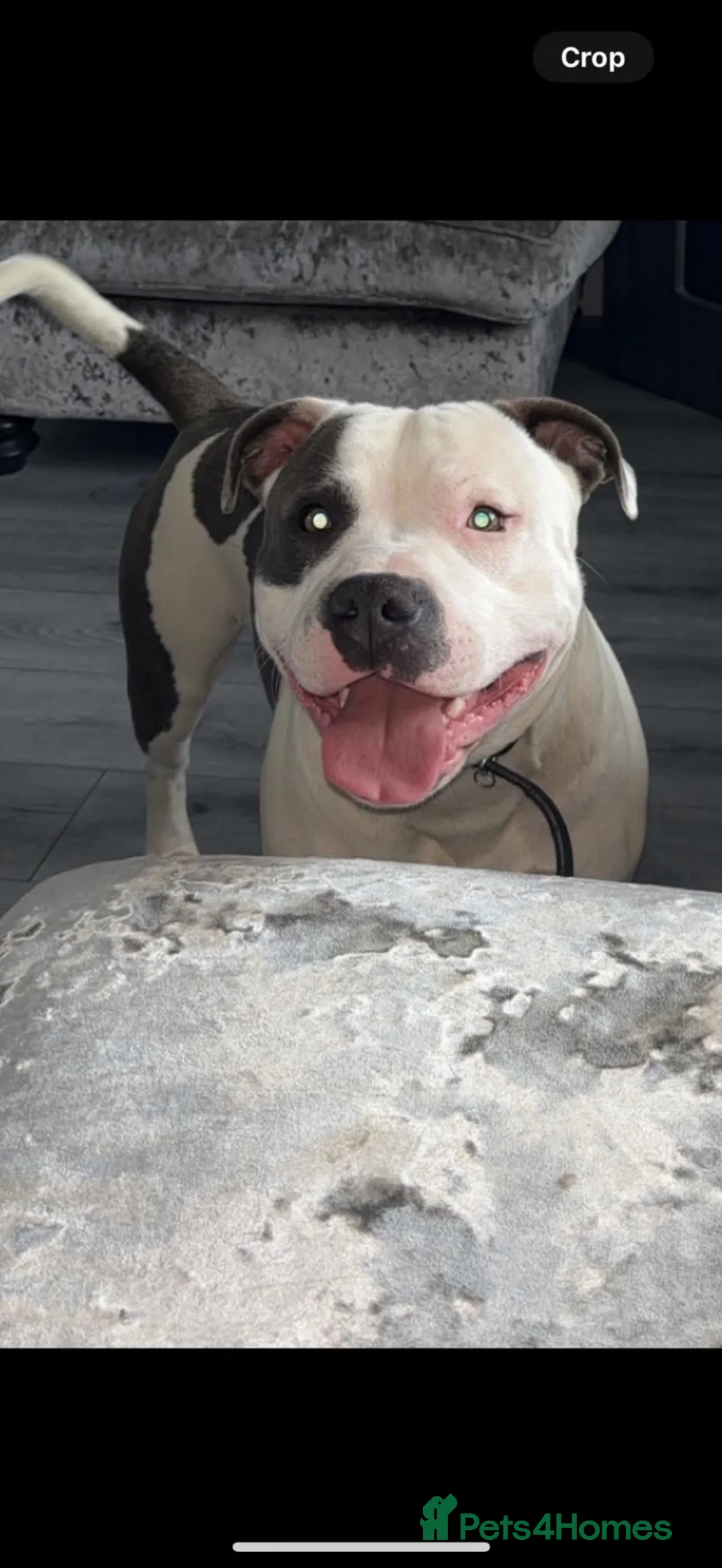 Staffordshire Bull Terrier dogs for stud: Staffordshire bull terrier  - Advert 2