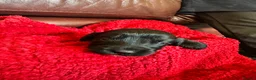 Cockapoo dogs for sale: Stunning cockapoo puppies  - Advert 10