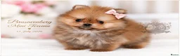 Pomeranian dogs for sale: SUPER TINY MINI POMERANIANS RKC - Advert 5