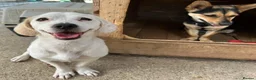 Mixed Breed dogs for adoption: Margot in Oxford - Advert 7