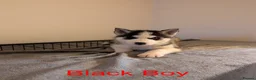 Siberian Husky dogs for sale: Beautifull Siberian Husky puppies - Advert 13