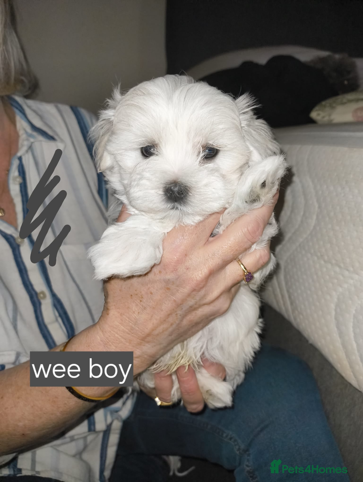 Maltese dogs Soft Silky KC Maltese Pups Family Raised Ready to - Advert 20