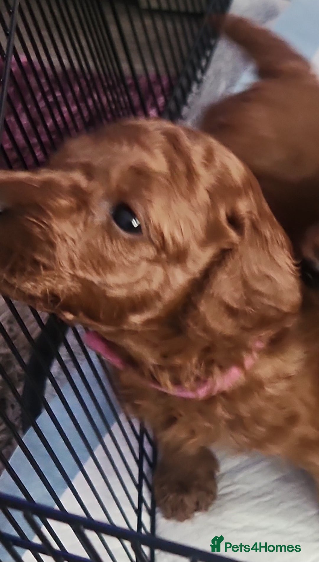 Miniature Poodle dogs for sale: Stunning red miniature poodle - Advert 26