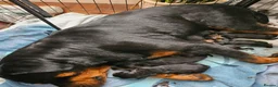 Rottweiler dogs for sale: Rottweiler pups - Advert 5