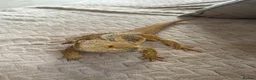 Bearded Dragon reptiles for sale: Bearded dragons red and sand in Eastbourne - Advert 8