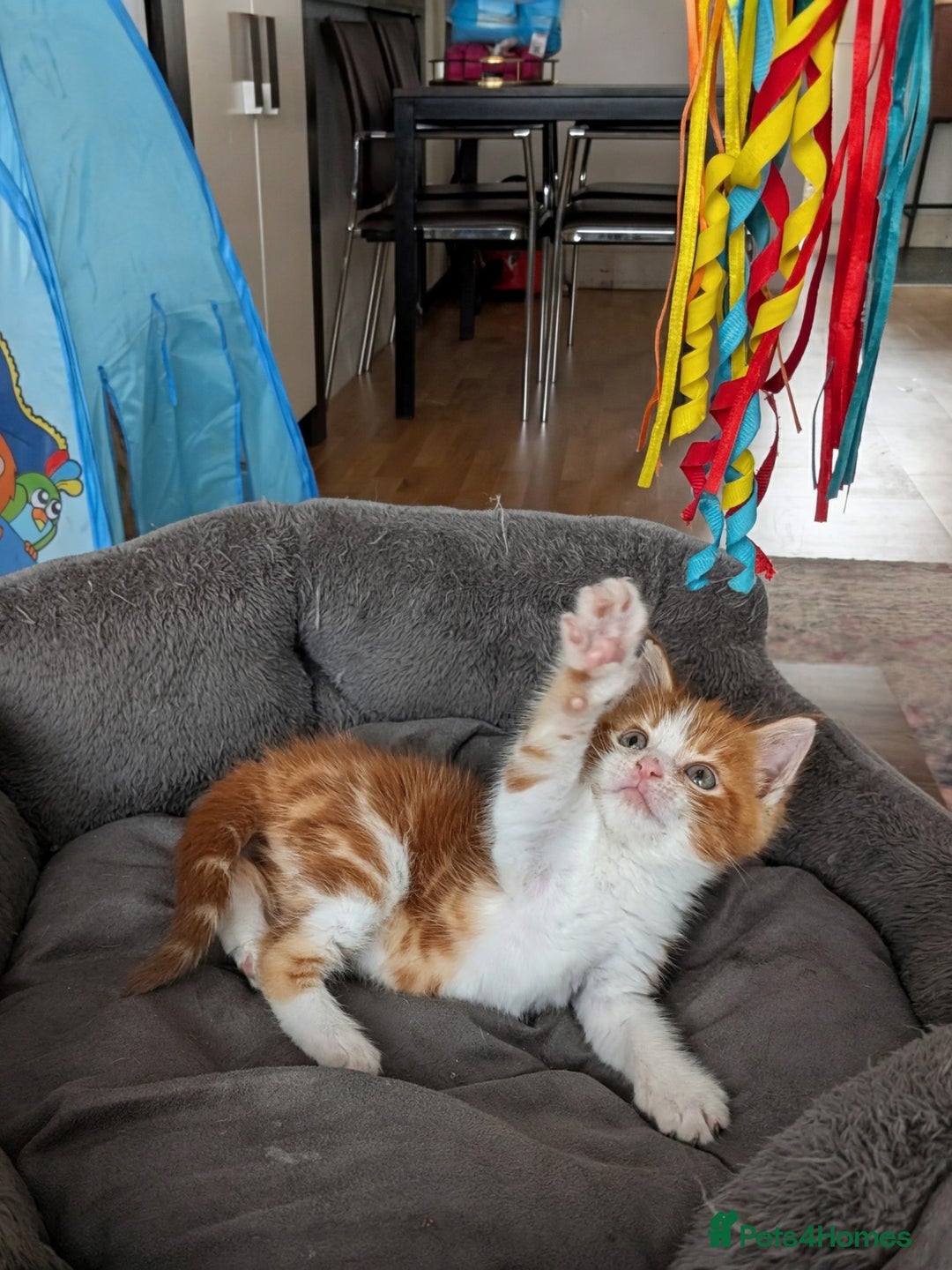 Maine Coon cats for sale: Maine Coon cross boy , ready 15th of October ber  - Image 4