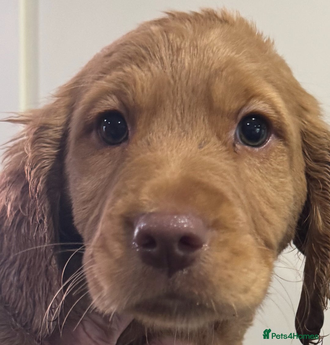 Mixed Breed dogs for sale: ‘CockerDoodles’ health-checked healthy chunky pups - Advert 13