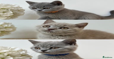 British Shorthair cats - Advert 13