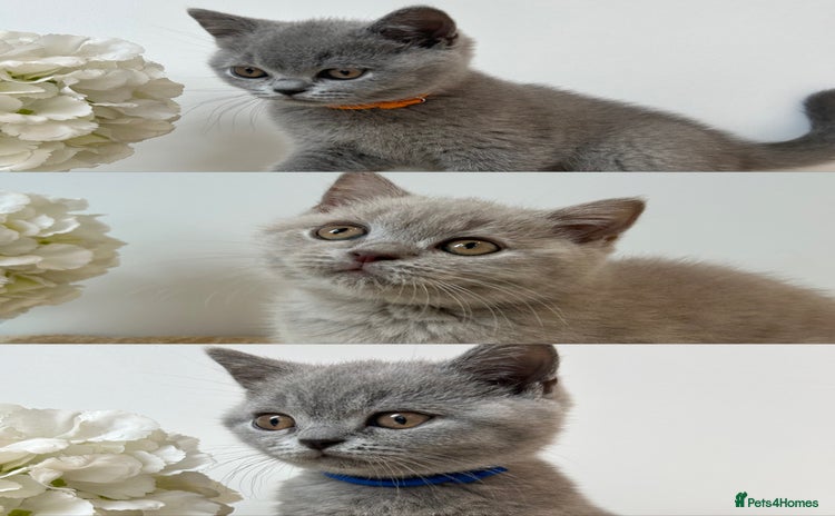 British Shorthair cats - Advert 1