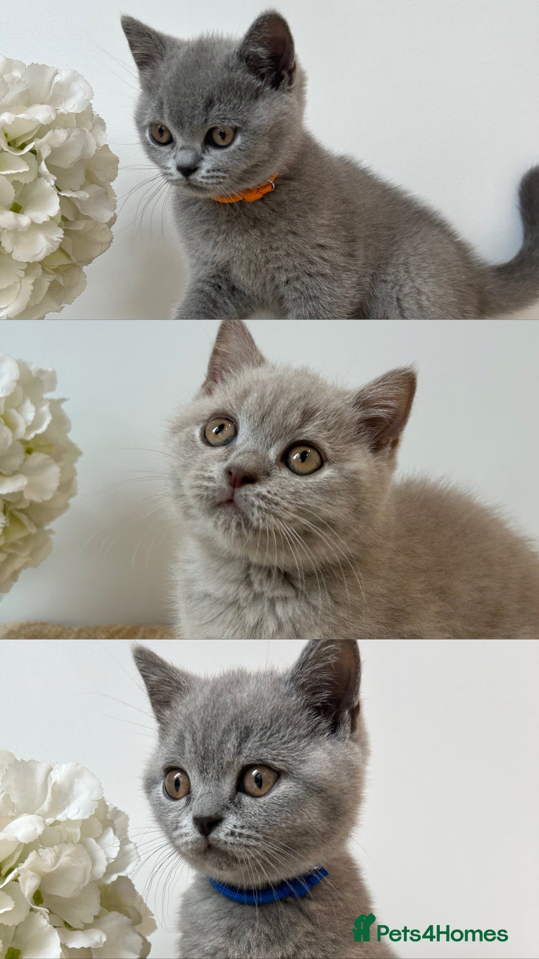 British Shorthair cats for sale: Charming GCCF British Shorthair Kittens 🐈‍⬛  - Image 3