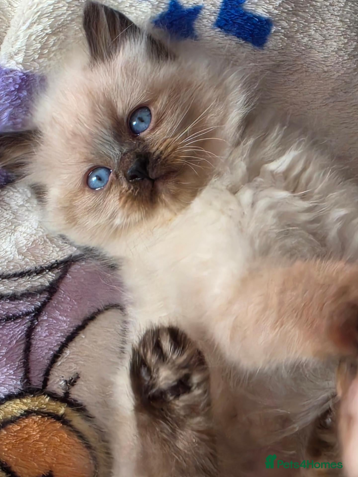 Mixed Breed cats for sale: 🐾  Bengdoll Kittens Bengal mum Ragdoll dad - Advert 5