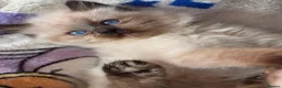 Mixed Breed cats for sale: 🐾  Bengdoll Kittens Bengal mum Ragdoll dad - Advert 28