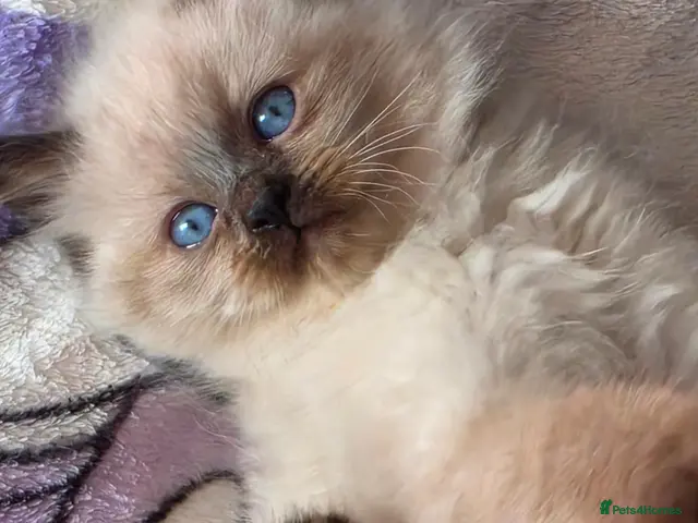 Mixed Breed cats for sale: 🐾 Bengdoll Kittens Bengal mum Ragdoll dad - Advert 5
