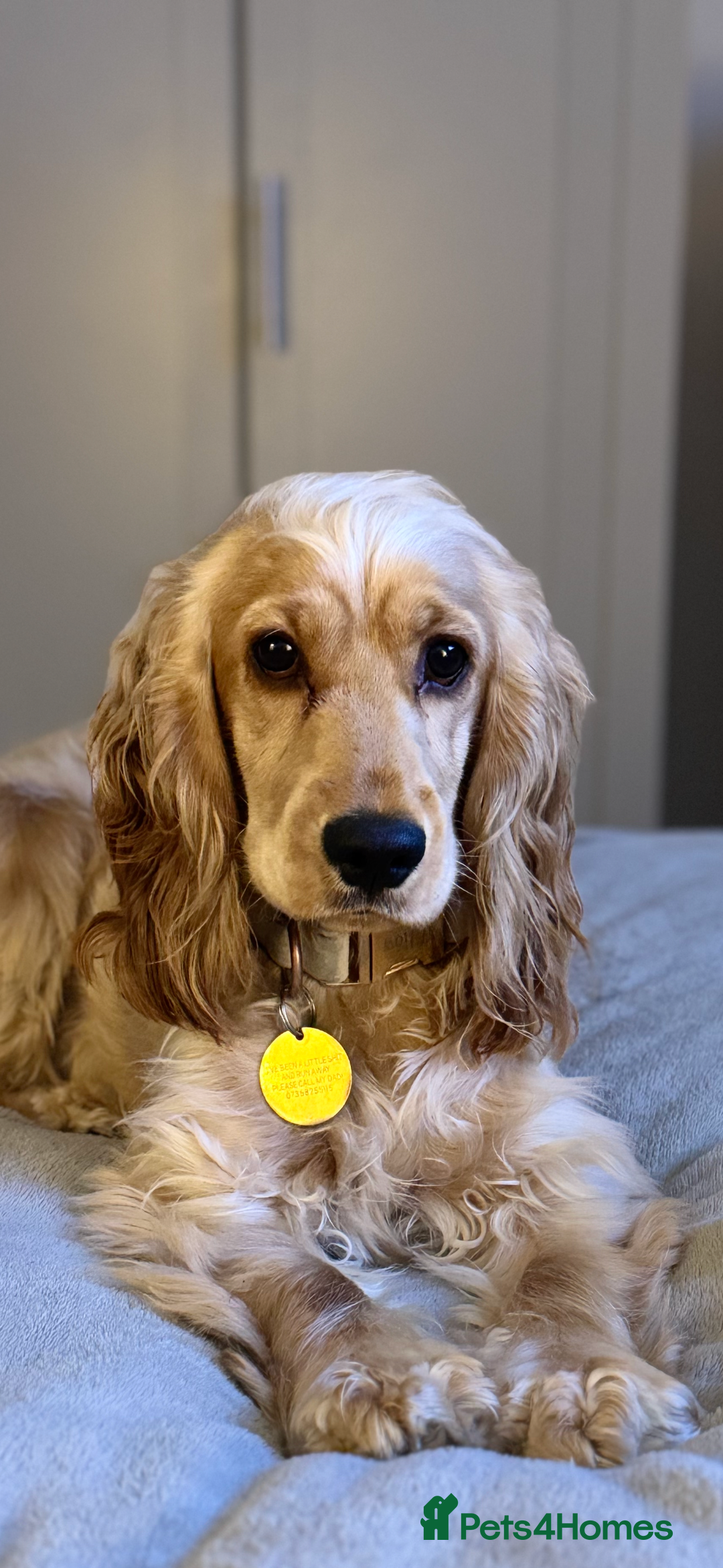 Mixed Breed dogs for sale: Golden Show Cocker X Miniature dachshund Puppies - Image 3