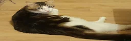 Mixed Breed cats for adoption: King Tut is looking for cuddles - Advert 2