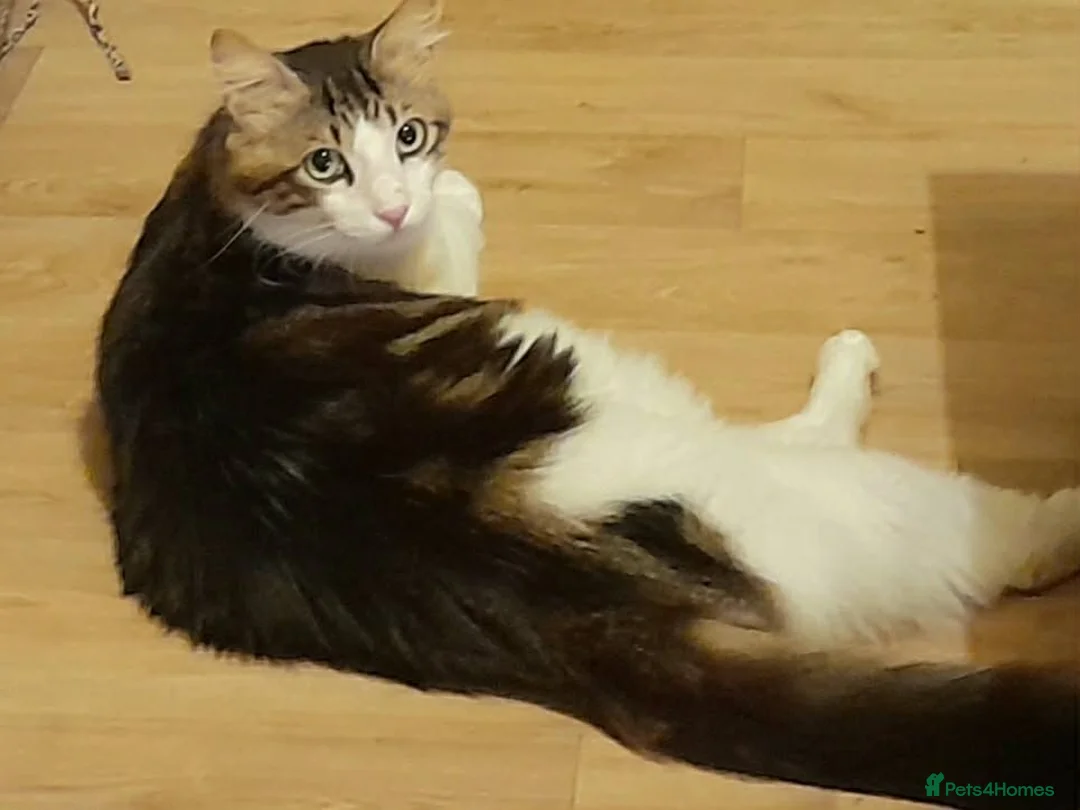 Mixed Breed cats for adoption: King Tut is looking for cuddles - Advert 2
