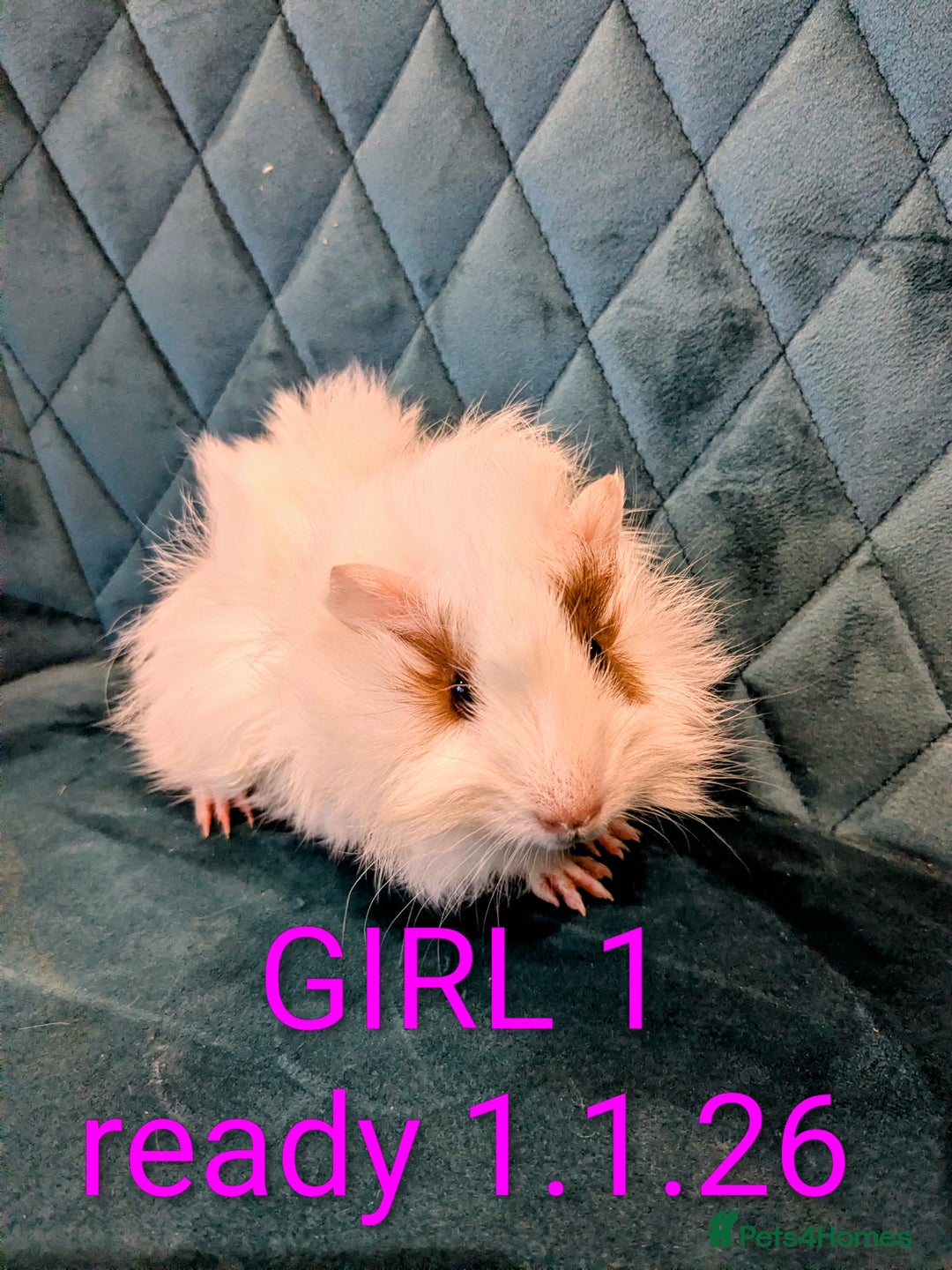 Guinea Pig rodents for sale: GUINEA PIGS ROR SALE - Advert 3