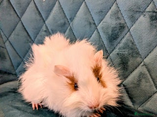 Guinea Pig rodents GUINEA PIGS FOR SALE - Advert 7