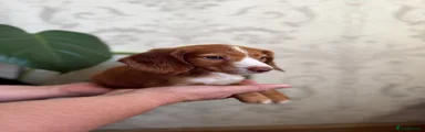 Cocker Spaniel - Red - Rue