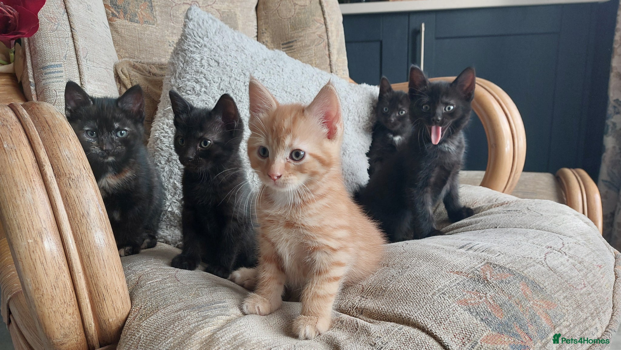 Mixed Breed cats  Adorable Kittens 💞 - Advert 11