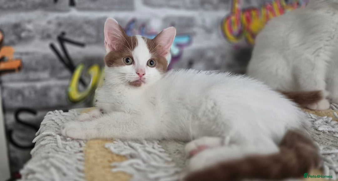Munchkin cats for sale: Munchkin kittens ready for reservations or collect - Image 12