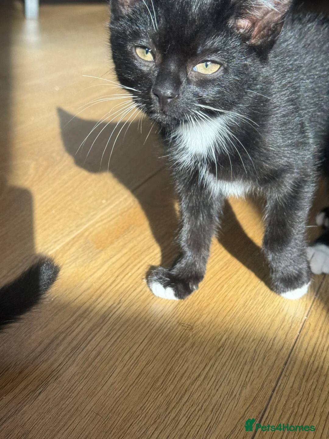 British Shorthair cats for sale: Playful kittens - Advert 7