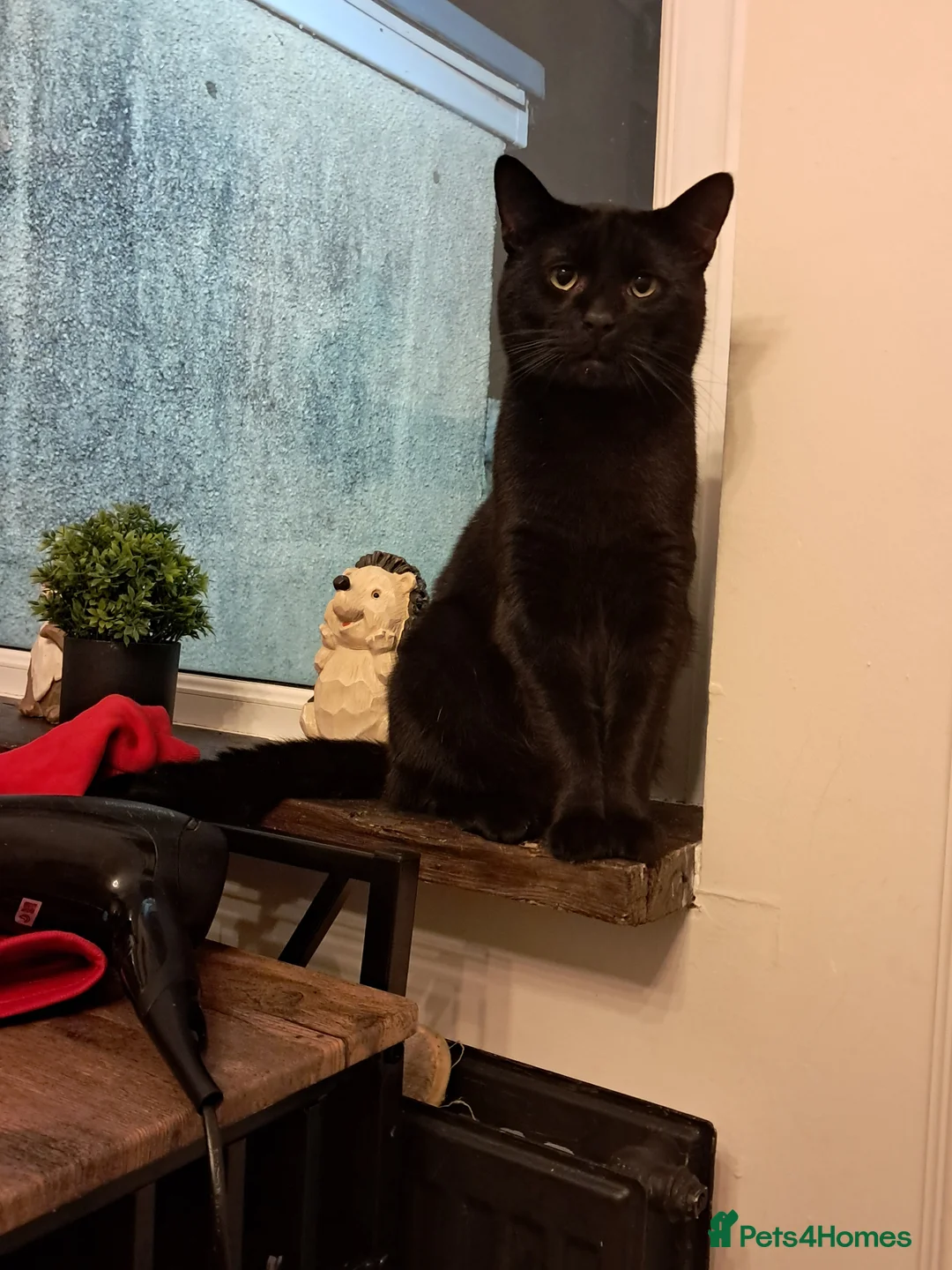 Mixed Breed cats for sale: 1 year old male cat - Advert 4
