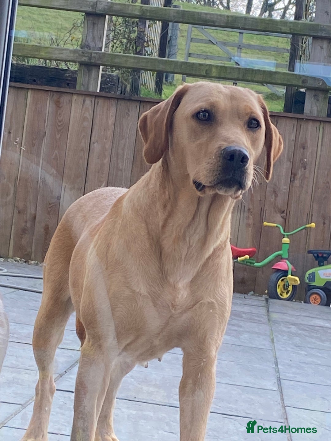 Labradoodle dogs for sale:  Labradoodle boys and girls - Advert 2