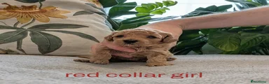 Red Collar Girl