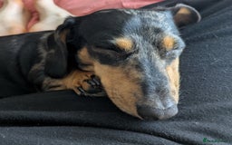 Miniature Dachshund dogs for adoption: MINNIE 4yr old mini Dachshund - Image 2