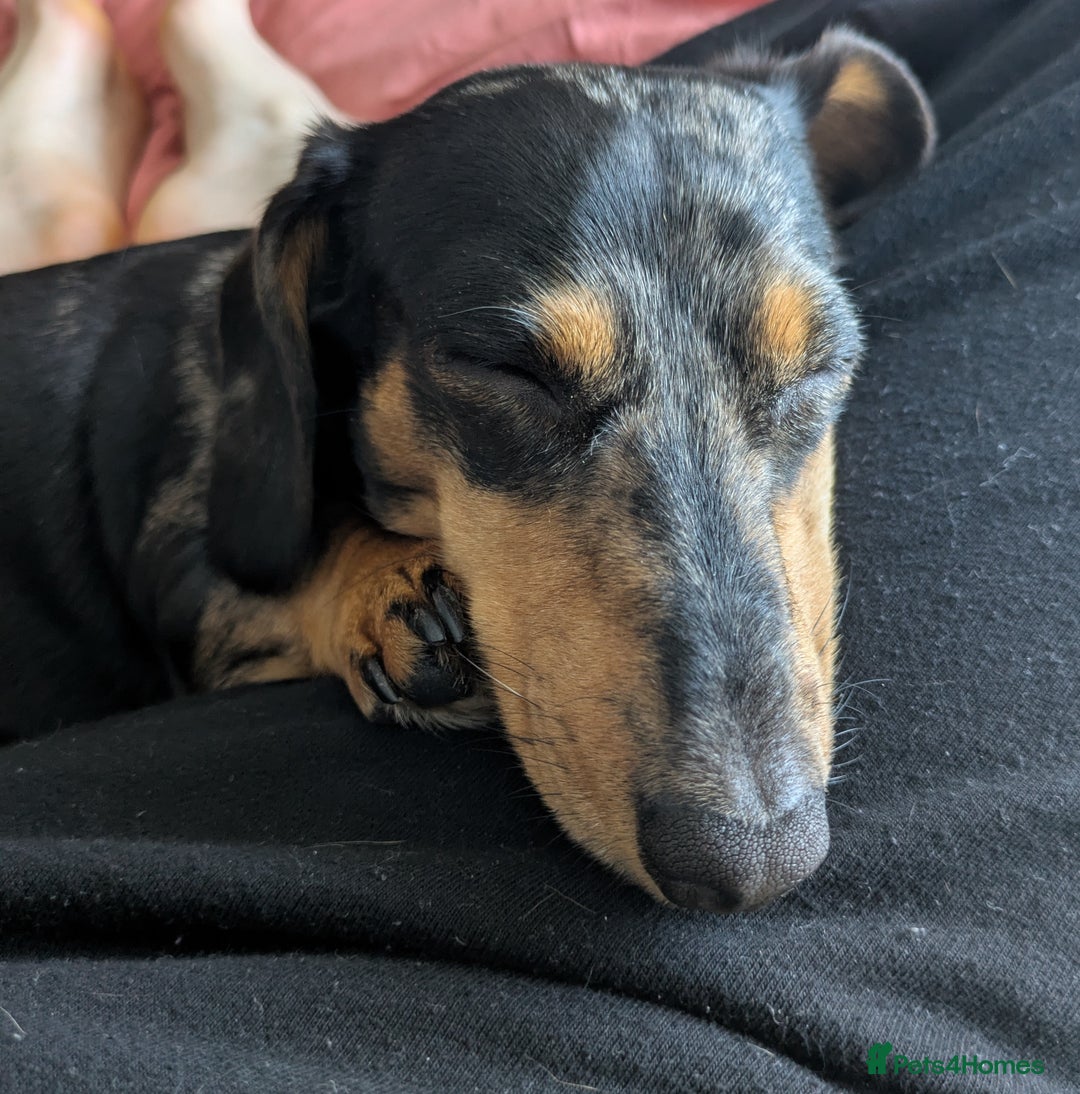 Miniature Dachshund dogs for adoption: MINNIE 4yr old mini Dachshund - Image 2