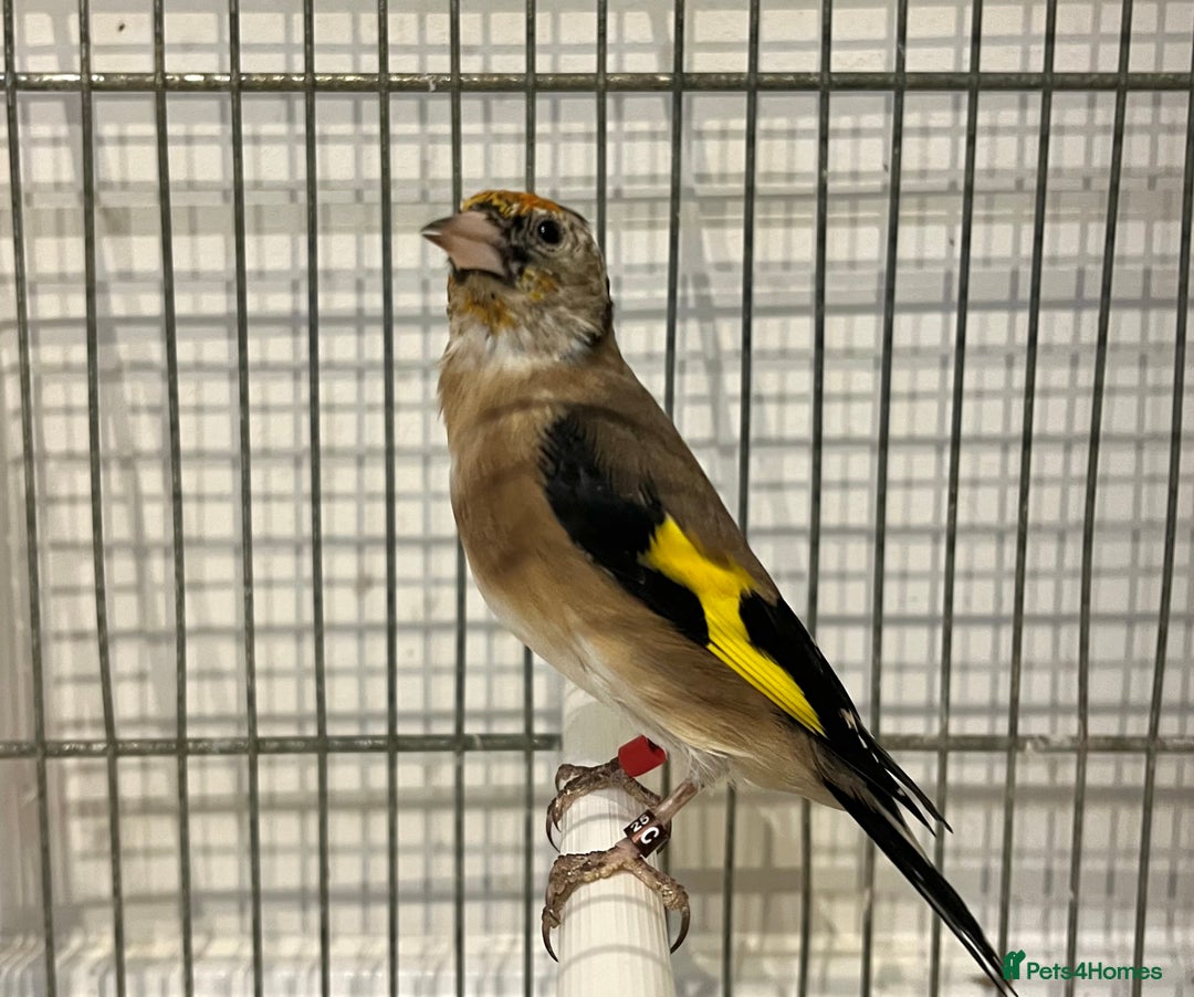 Finches birds for sale: Juvenile goldfinches ! Males and females bbc rung! - Image 7