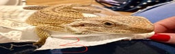 Bearded Dragon reptiles for sale: 3 x Juvenile bearded dragons  - Advert 9