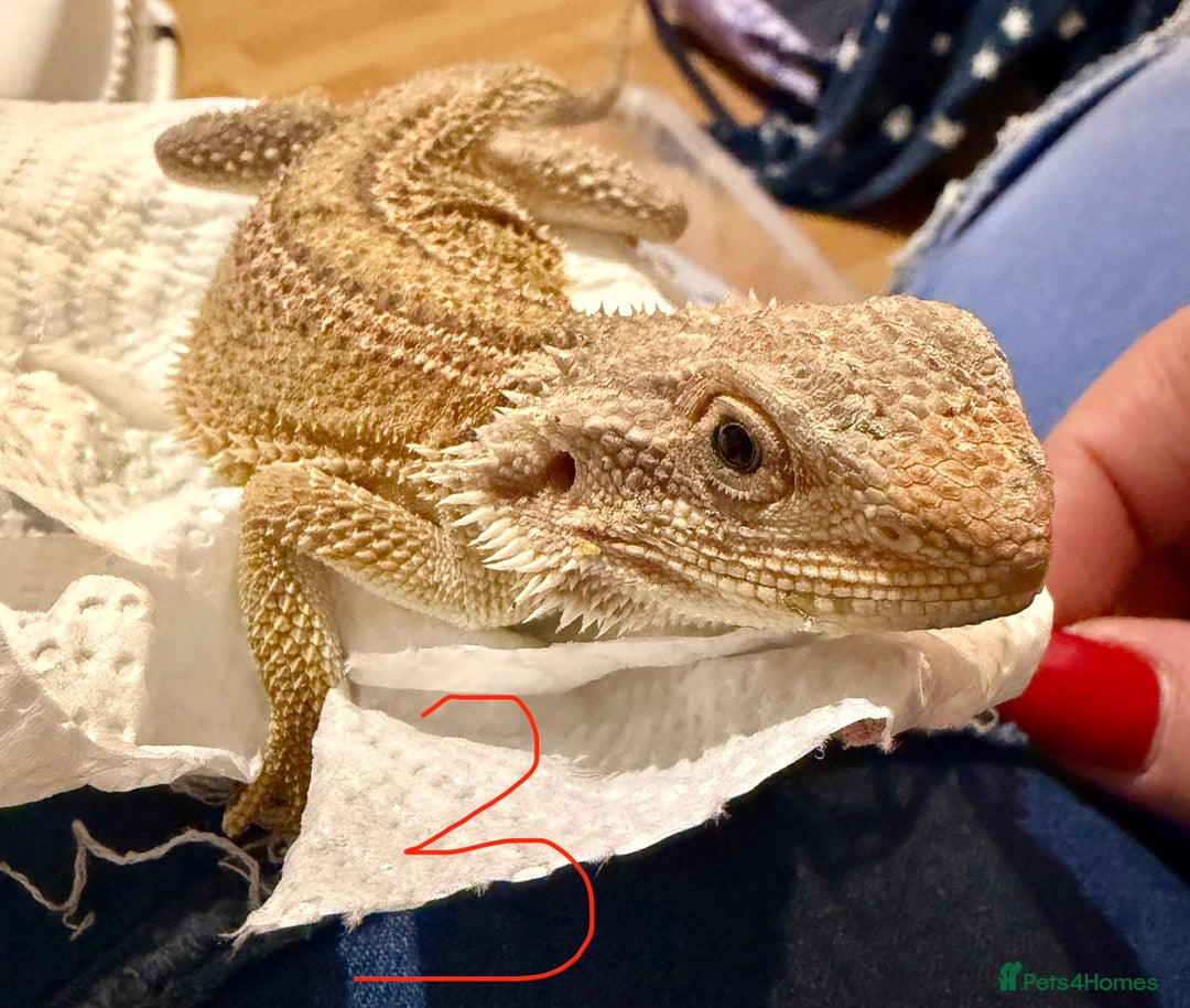Bearded Dragon reptiles for sale: 3 x Juvenile bearded dragons  - Advert 9